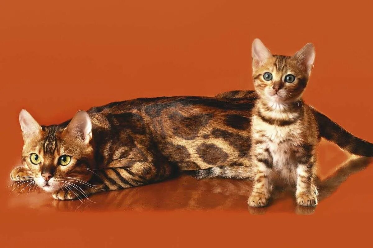 Бенгальская кошка. Кошки бенгальской породы. Котенок породы бенгал. Бингальскаяская кошка. Хорошая кошка бенгальская
