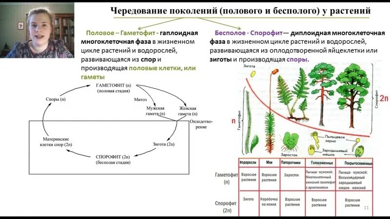 Поколение гаметофит представлено. Гаметофит и спорофит у растений таблица. Чередование поколений спорофита и гаметофита. Эволюция гаметофита и спорофита у растений. Жизненный цикл растений гаметофит.