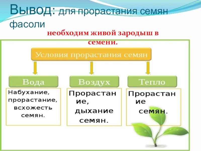 Для прорастания семян необходимо наличие воды. Лабораторная работа по биологии 6 класс проращивание семян. Лабораторная работа прорастание семян 6 класс. Лабораторная по биологии 6 класс условия прорастания семян. Условия прорастания семян 6 класс биология таблица.