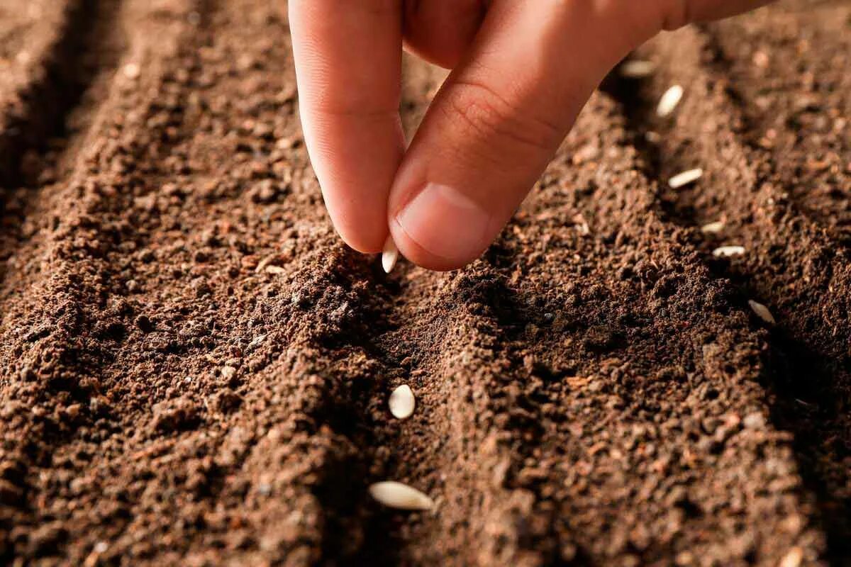 В какую почву семена заделывают глубже. Семена для посадки. Семена в почве. Почва посев семян. Посев семян на поле.