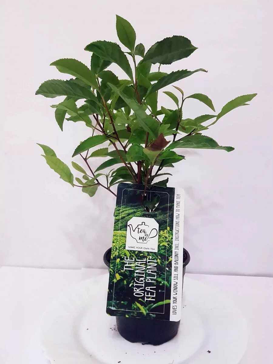 Саженец чая. Чайный куст камелия синенсис. camellia sinensis уфа. чайное дерево саженец. чайный куст саженец.
