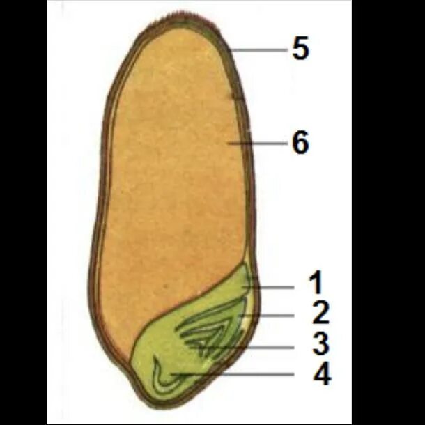 Строение семени. Строение семени пшеницы для детей. Семядоли фасоли. Эндосперм и семядоли.