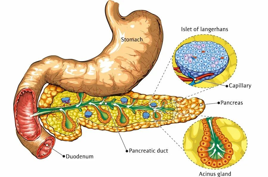 Желудком почками печенью поджелудочной. Поджелудочная железа анатомия ЖКТ. Строение поджелудочной железы. Анатомия желудка человека и панкреас. Поджелудочная железа панкреатический сок.