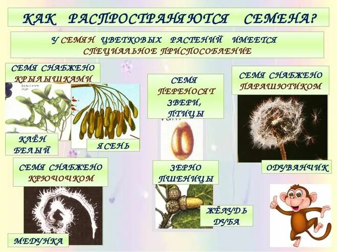 Размножение растений плодами. Способы распространения семян. Растения которые размножаются с помощью воды. Растения которые размножаются с помощью ветра. Распространение семян неживой природы