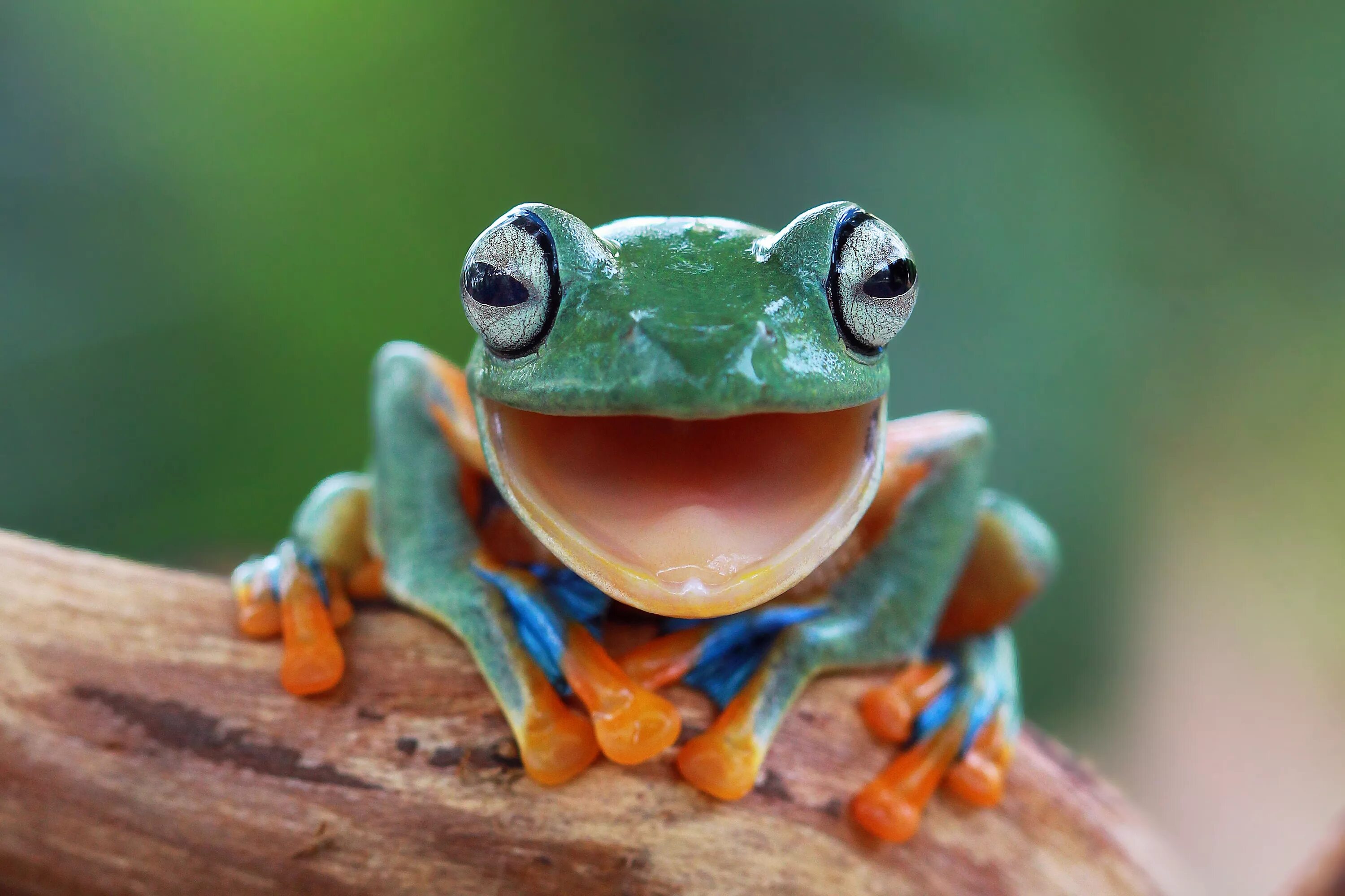 Elephant frog. Лягушка водонос зубы. Лягушка Грин Фрог. Североамериканская древесная лягушка. Лягушка Грин Фрог зеленая с оранжевым.