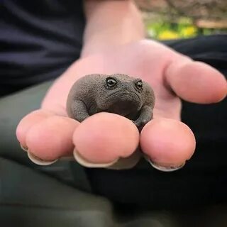 Черный лягушонок