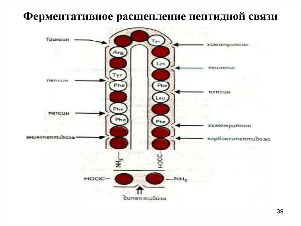 Расщепление белков до полипептидов. Ферментативное расщепление. Ферментативное расщепление пептидных связей. Распад пептидных связей. Белки расщепляются до пептидов.