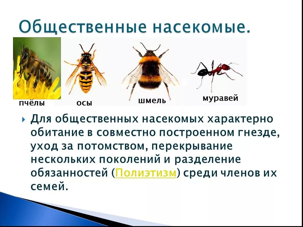 Почему пчел относят к насекомым. Общественные насекомые пчелы таблица. Общественные насекомые пчелы и муравьи. Биология 7 класс общественные насекомые пчёлы и муравьи таблица. Общественные насекомые муравьи и пчелы 7 класс биология.