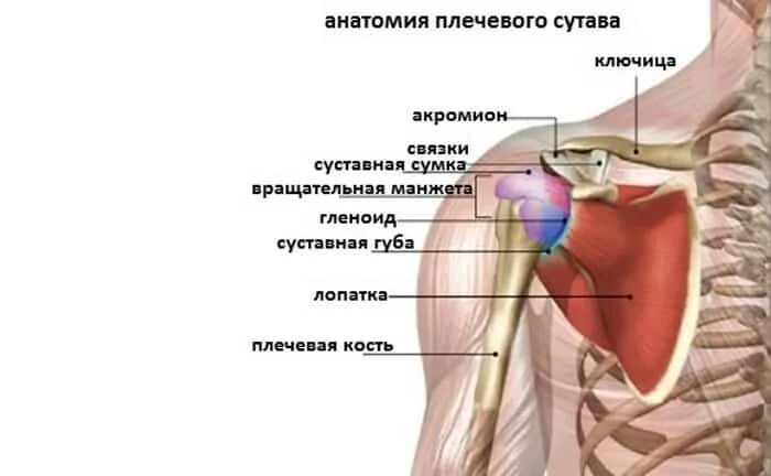 Плечевые связки. Периартроз плечевого сустава. Строение плечевого сустава и мышцы. Плечевой сустав анатомия мышцы и связки. Строение плеча человека мышцы связки сухожилия.