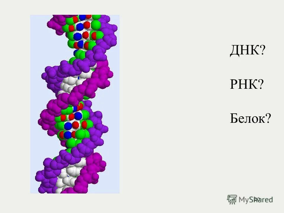 Белки и рнк входят. ДНК РНК белок. ДНК В РНК В белок тату. Глицин это ДНК РНК белки полисахариды?. Мускулистая белка PNG.