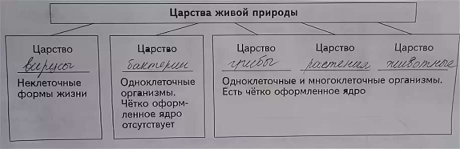 Таблица царств в биологии