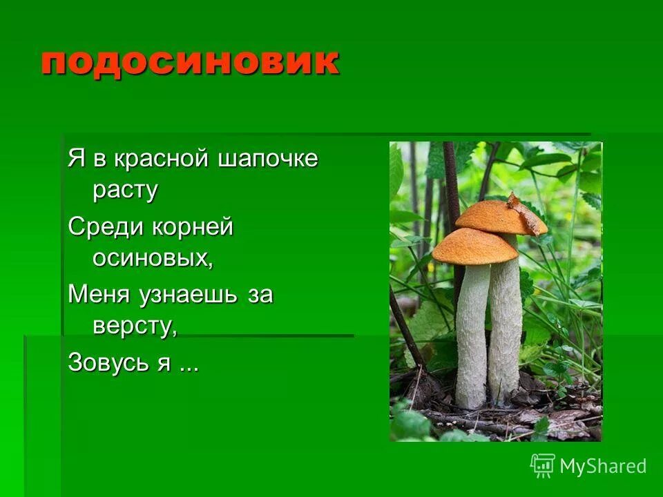 Две осины от одного корня растут