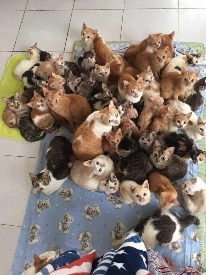 На них очень много. Много кошек. много котят. куча кошек. очень много кошек.