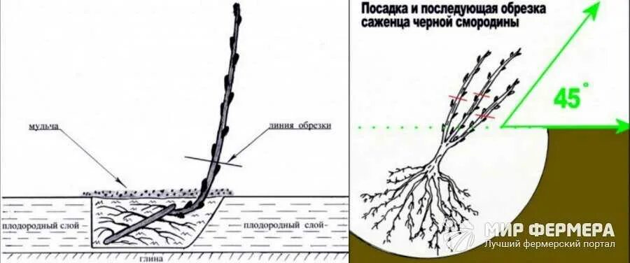 Когда можно сажать смородину весной. Схема посадки саженцев черной смородины. Схема посадки красной смородины на участке. Схема посадки черной смородины осенью. Схема посадки саженцы смородины осенью.