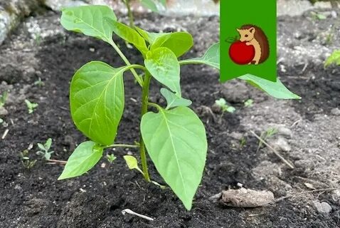 Когда сажать перец на урале