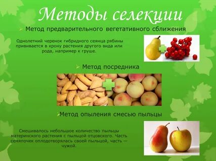 Методы отбора фруктов