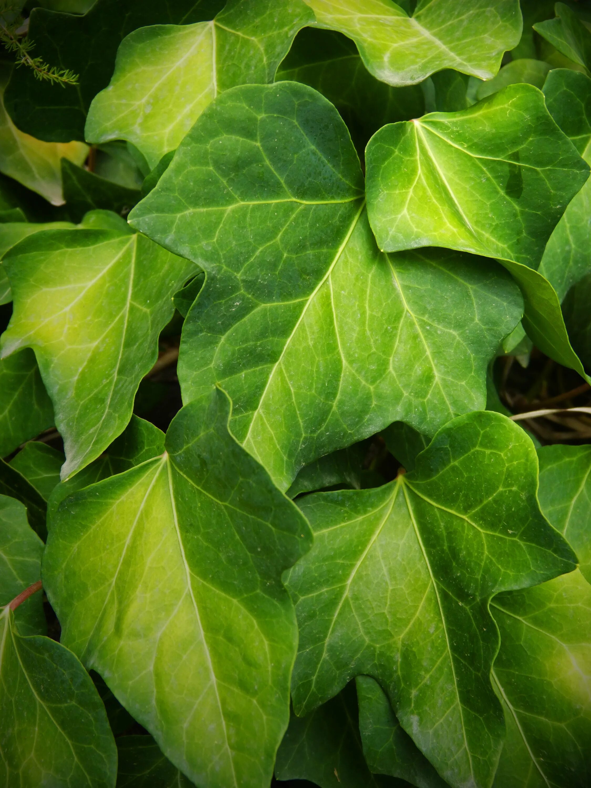 Плющ обыкновенный (Hedera Helix). Листья плюща обыкновенного. Плющ Хедера лист. Хедера Хеликс Грин. Пиши плющ