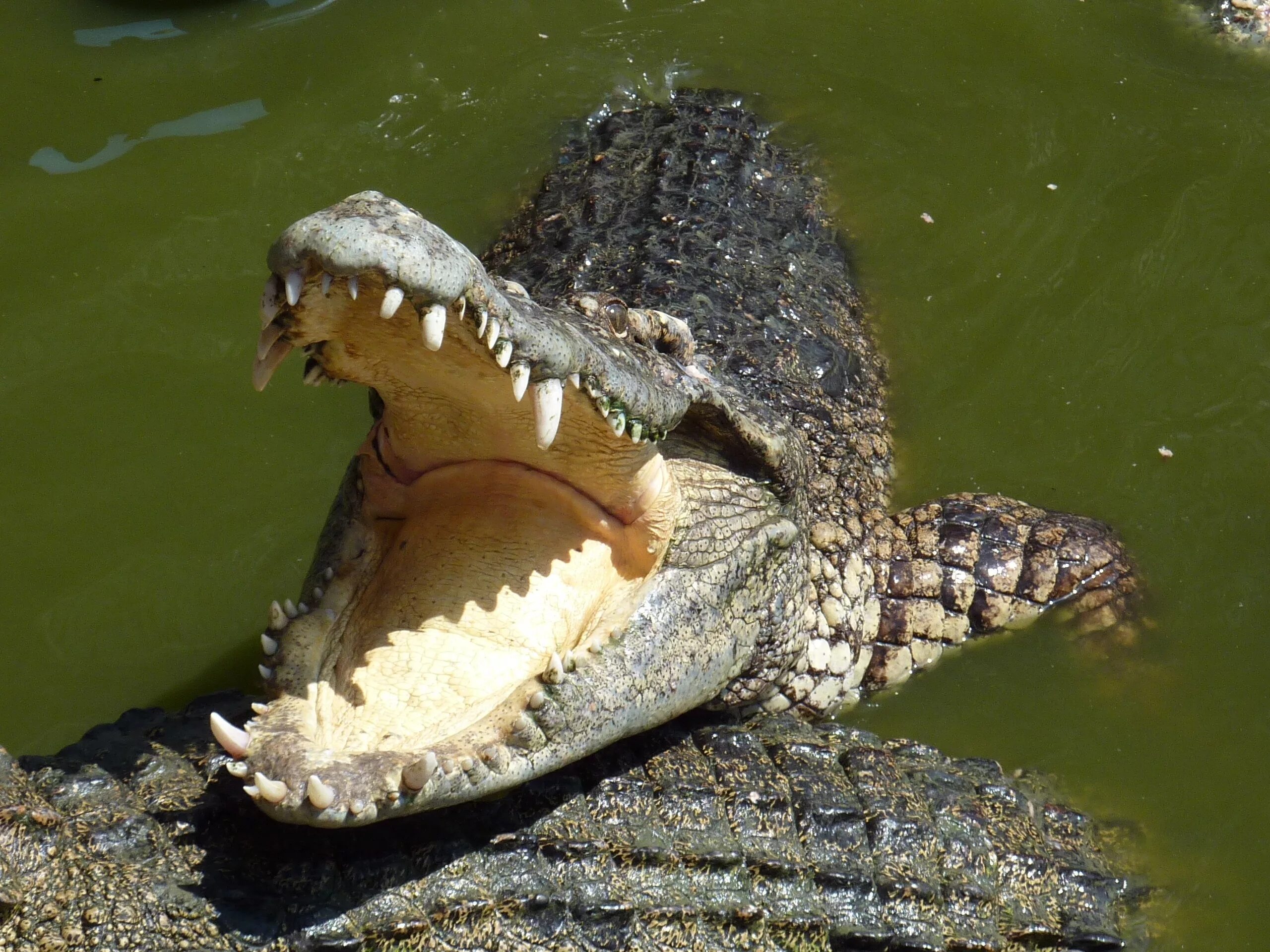 Крокодилы открывают рот. Гребнистый крокодил зубы. Гребнистый крокодил Детеныши. Гребнистый крокодил в Австралии. Гребнистый крокодил челюсть.