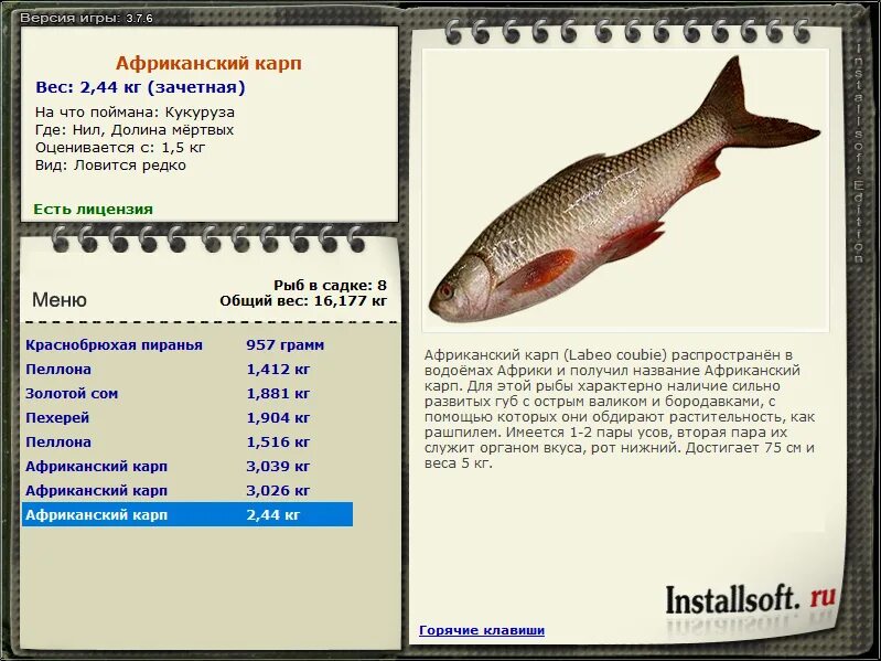 карп сколько вырастает. карп размеры. вес среднего карпа. вес карпа в год. карась серебряный таблица.