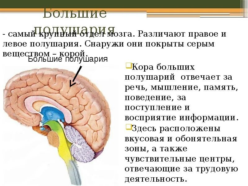 О каком отделе мозга идет речь