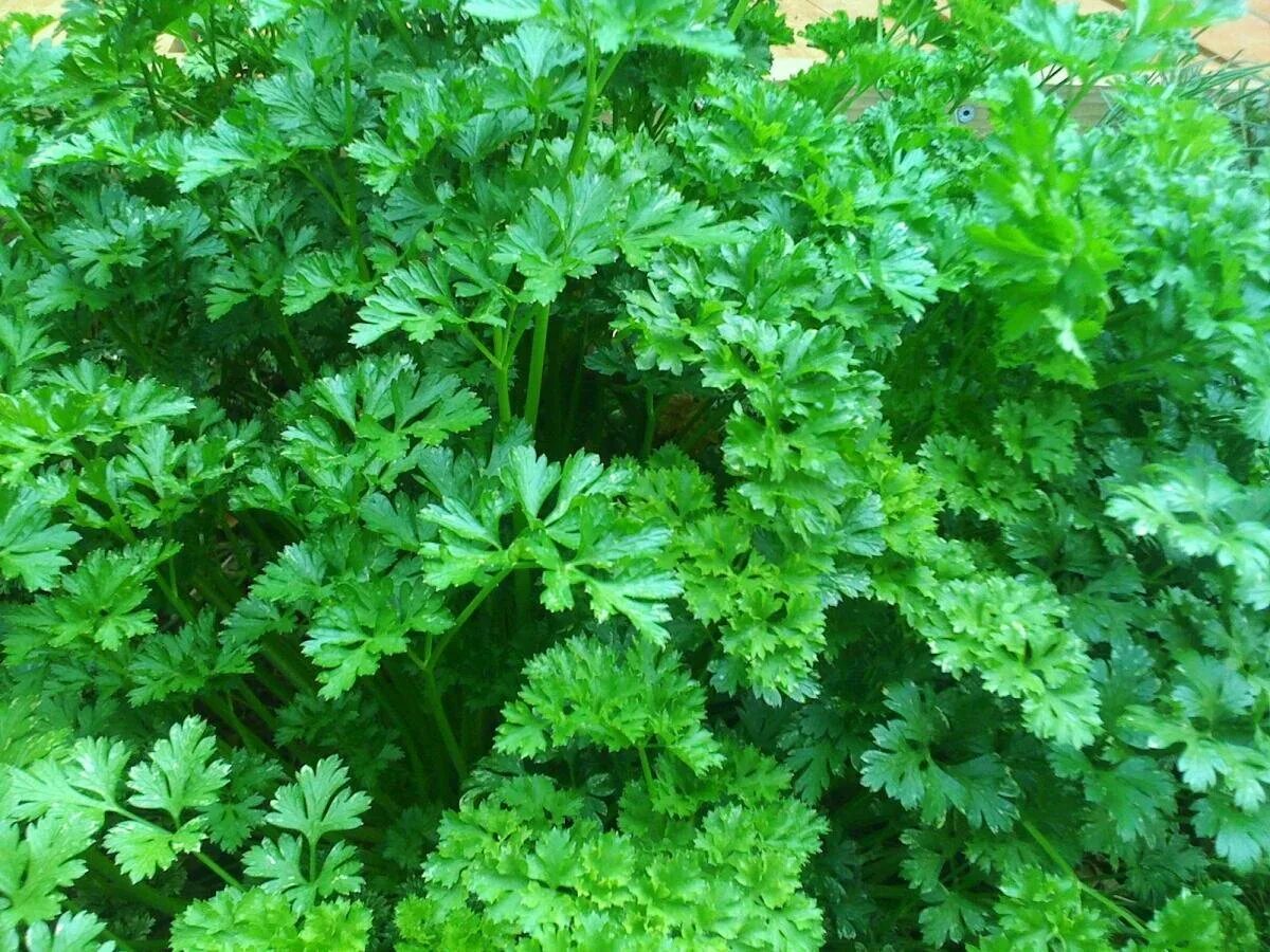 Петрушка Огородная. Petroselinum crispum. Петрушка растение. Петрушка кустовая.