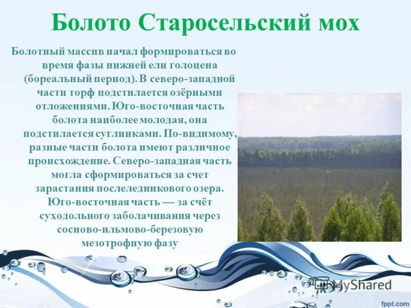 старосельский мох. центрально лесной заповедник болото старосельский мох. центрально лесной заповедник болото старосельский мох. нелидово заповедник верховое болото. старосельский мох болото.