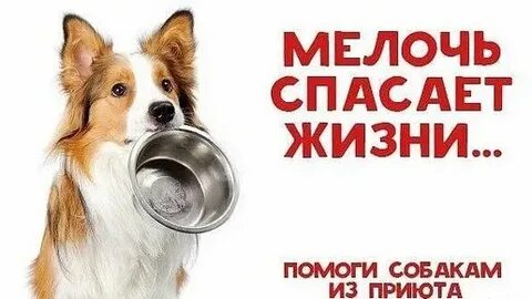 Нужен корм собакам