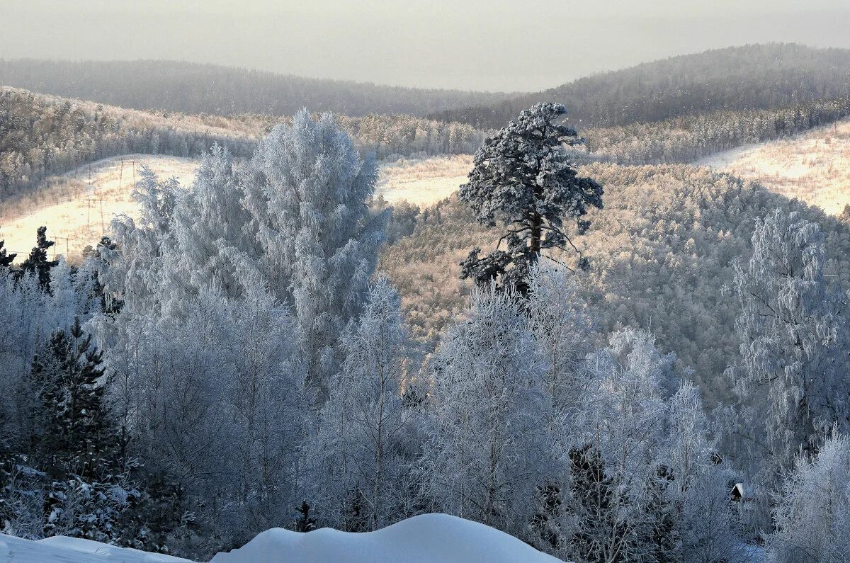 В тайге продолжительная холодная зима. Сибирь зимой. Природа Сибири. Зима в Сибири. Природа Сибири зимой.