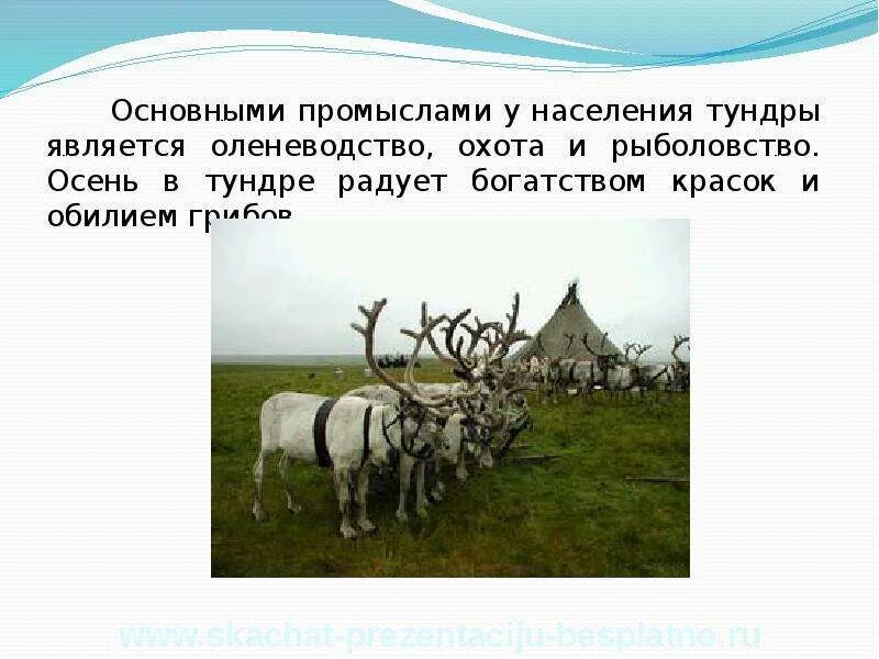 Население и хозяйство тундры. Традиционное занятие жителей тундры. Занятия населения тундры в России. Промыслы тундры