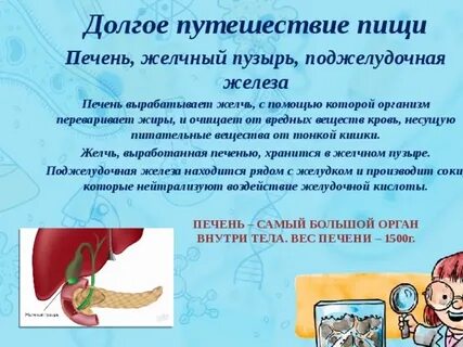 Пищеварительный орган вырабатывающий желчь