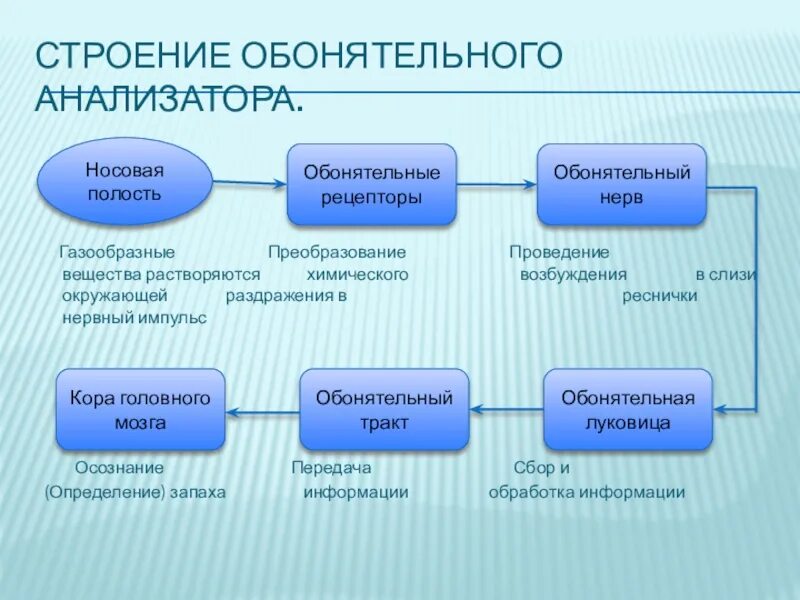 Обонятельный анализатор строение. Строение анализатора. Гигиена обонятельного анализатора. Структура обонятельного анализатора.