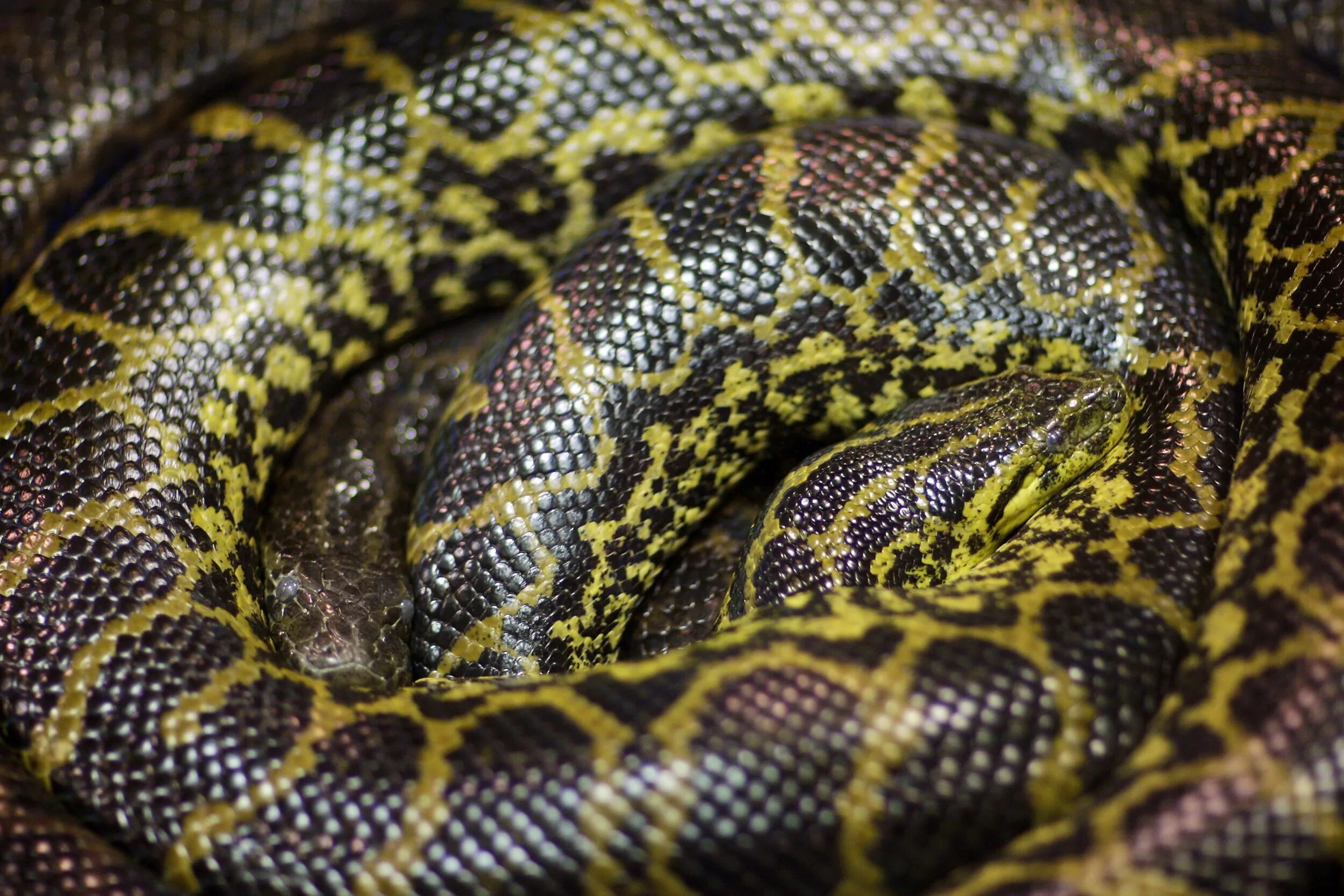 Анаконда python. Королевская анаконда змея. анаконда среднеазиатская. желтая змея анаконда.