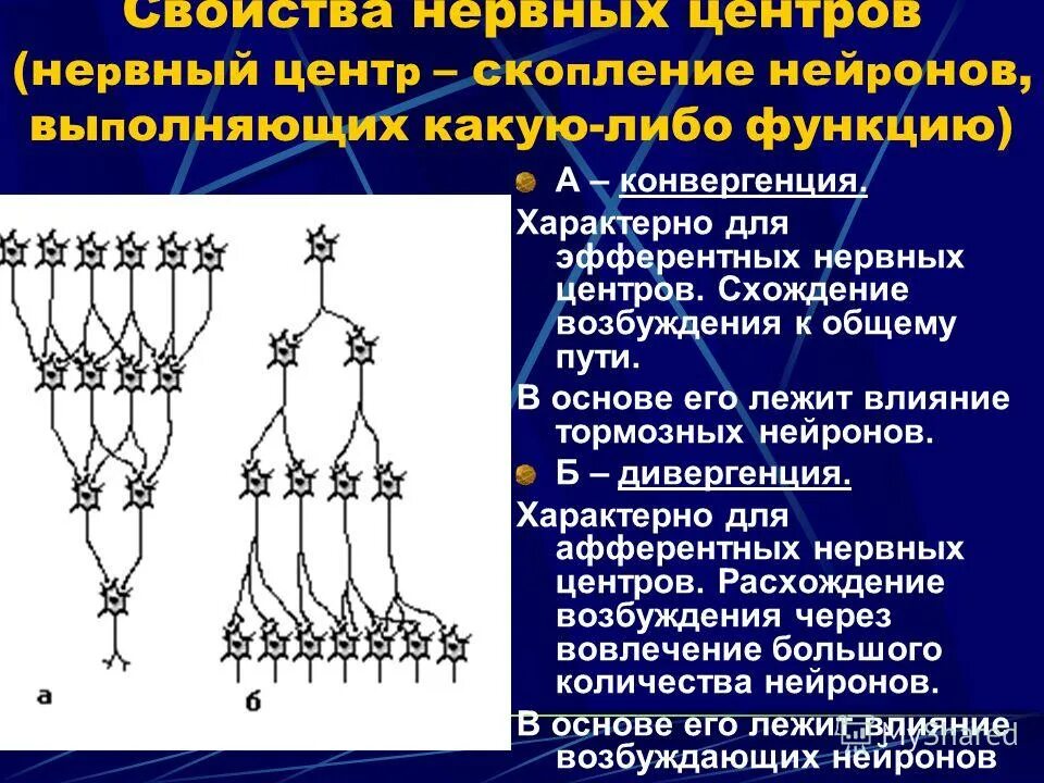 классификация нейронов физиология. скопление нейронов в центральной нервной системе. структурная единица нервной ткани. расположение нервных клеток в цнс. нервная клетка нейрон.