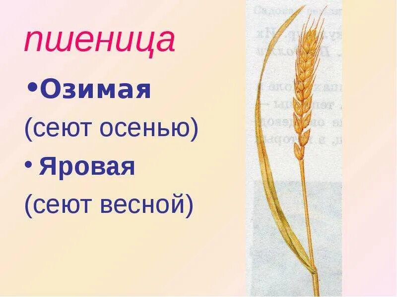 Сообщение о пшенице 3 класс. Сообщение о пшенице. Пшеница доклад. Сообщение на тему пшеница. Проект про пшеницу.