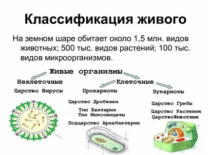 Биология 7 класс систематика организмов