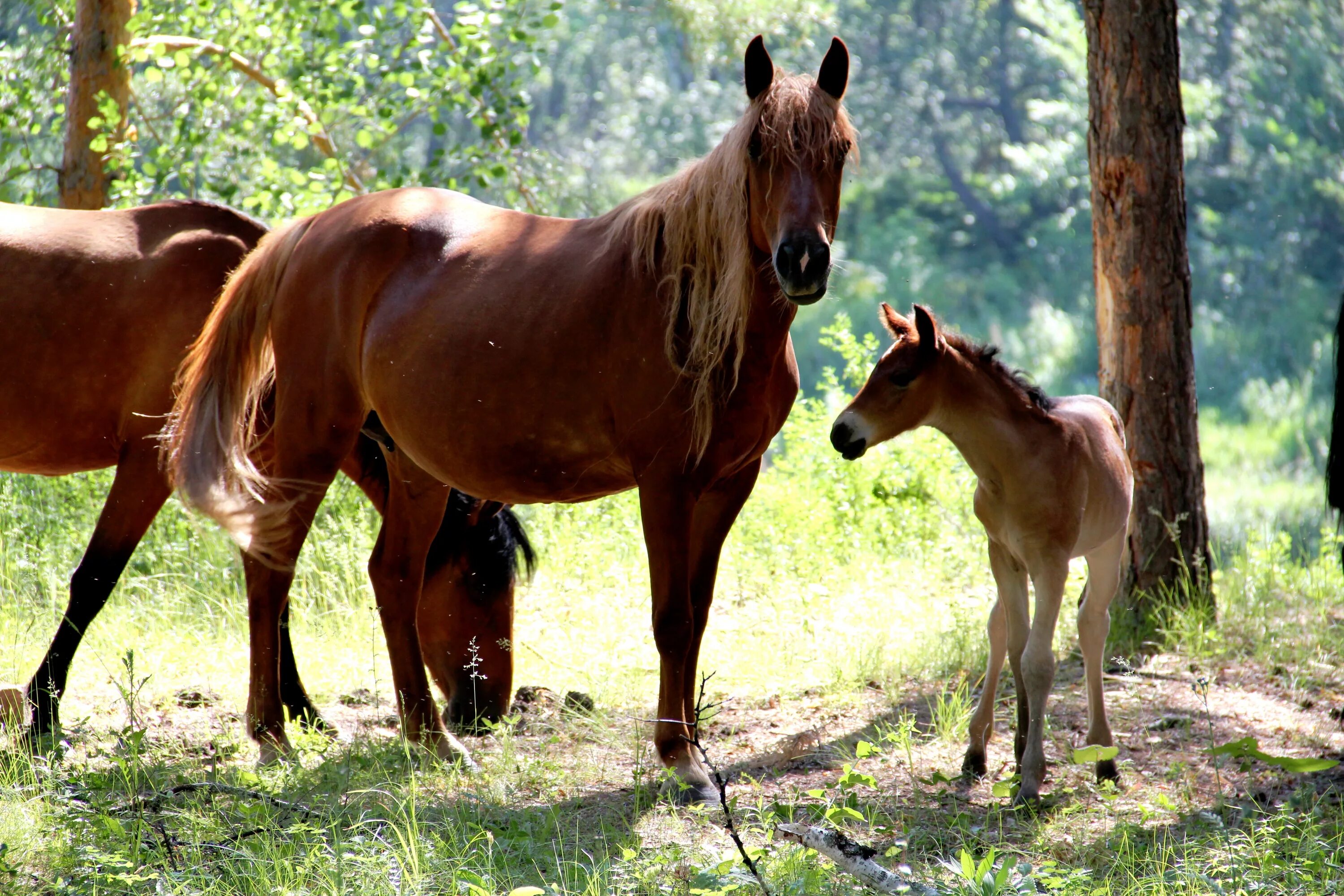 Horse family