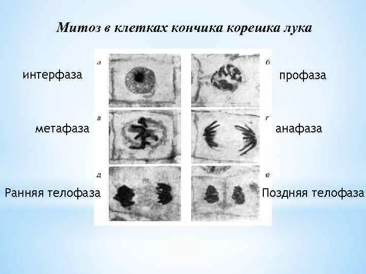 Изучение фаз митоза на фиксированном препарате метод