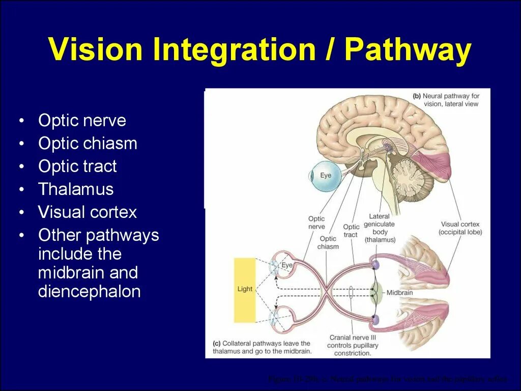 Visual system. Презентация vision. visual pathway. neural pathways. optic nerve pathway.