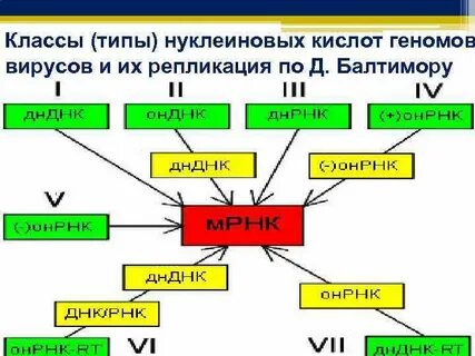 Типы геномов