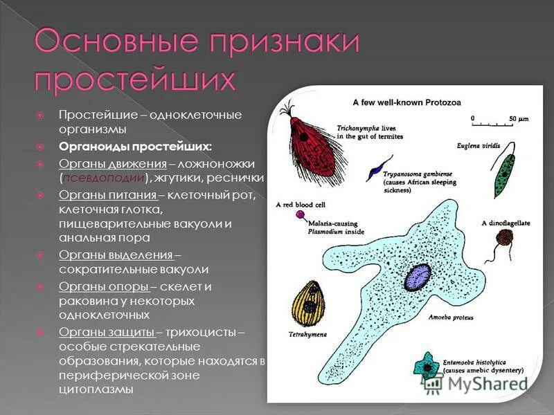 Органеллы передвижения. Органоиды движения одноклеточных животных. Органоиды движения псевдоподии. Одноклеточные организмы. Простейшие одноклеточные организмы.