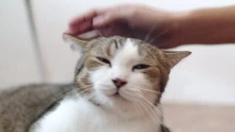 Кошки получают удовольствие