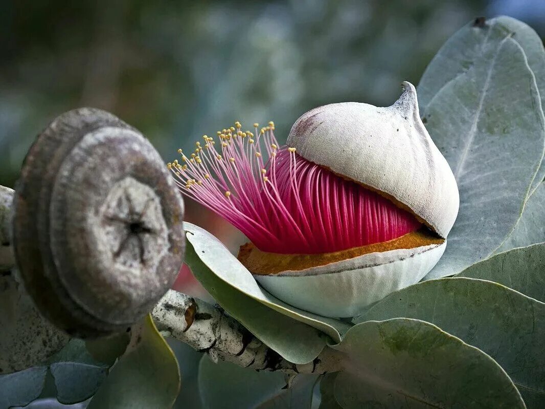 Виды необычных растений. Эвкалипт macrocarpa. Цветы эвкалипта Австралия. Эвкалипт эндемик Австралии. Австралийский эвкалипт цветет.