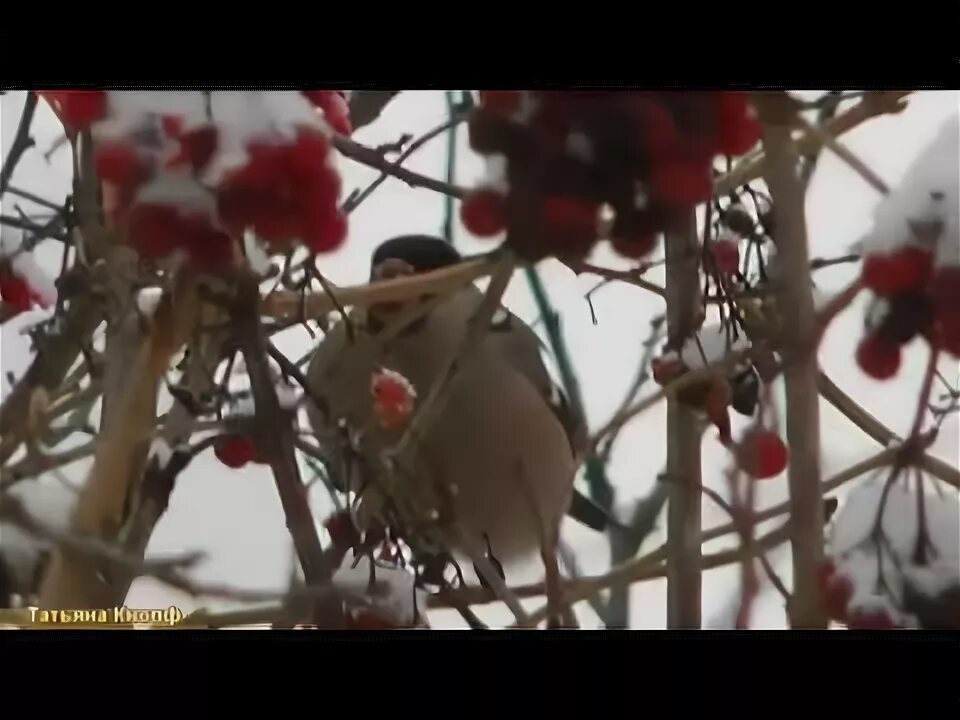 Ах калина красная калина. Калина красная опять песня горькая мне выпала. Калина красная группа. Калина красная опять песня горькая мне выпала. Картинки о последней любви-горчит калина.