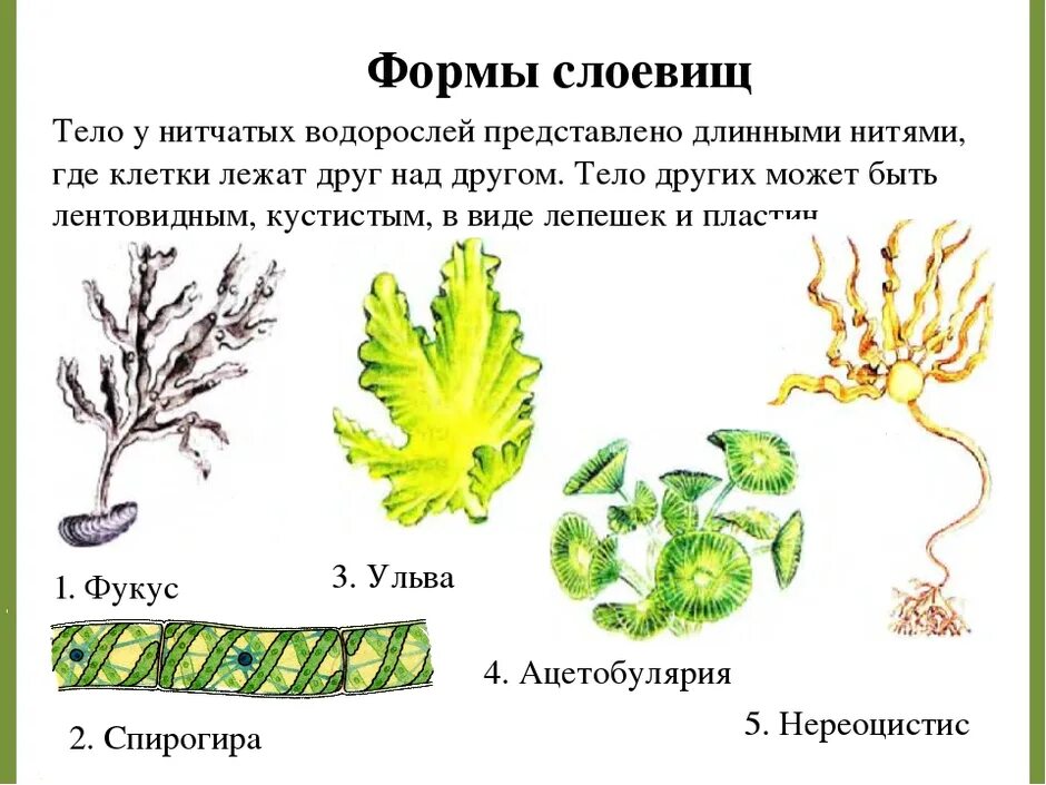 Разнообразие водорослей кратко. Вид слоевища зеленых водорослей. таллома зеленых водорослей. многообразие водорослей зеленые водоросли. строение таллома зеленых водорослей.