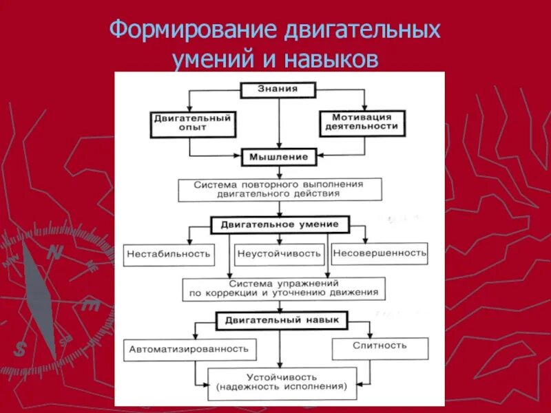 Движение развитие внутренняя. Формирование двигательных умений и навыков. Формирование двигательного навыка. Процесс формирования двигательного навыка. Формирование двигательного умения и двигательного навыка.