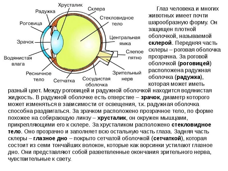 Какую форму имеет хрусталик. Строение глаза склера роговица. Роговица строение и функции. Роговица и склера анатомия. Строение роговицы оболочки глаза.