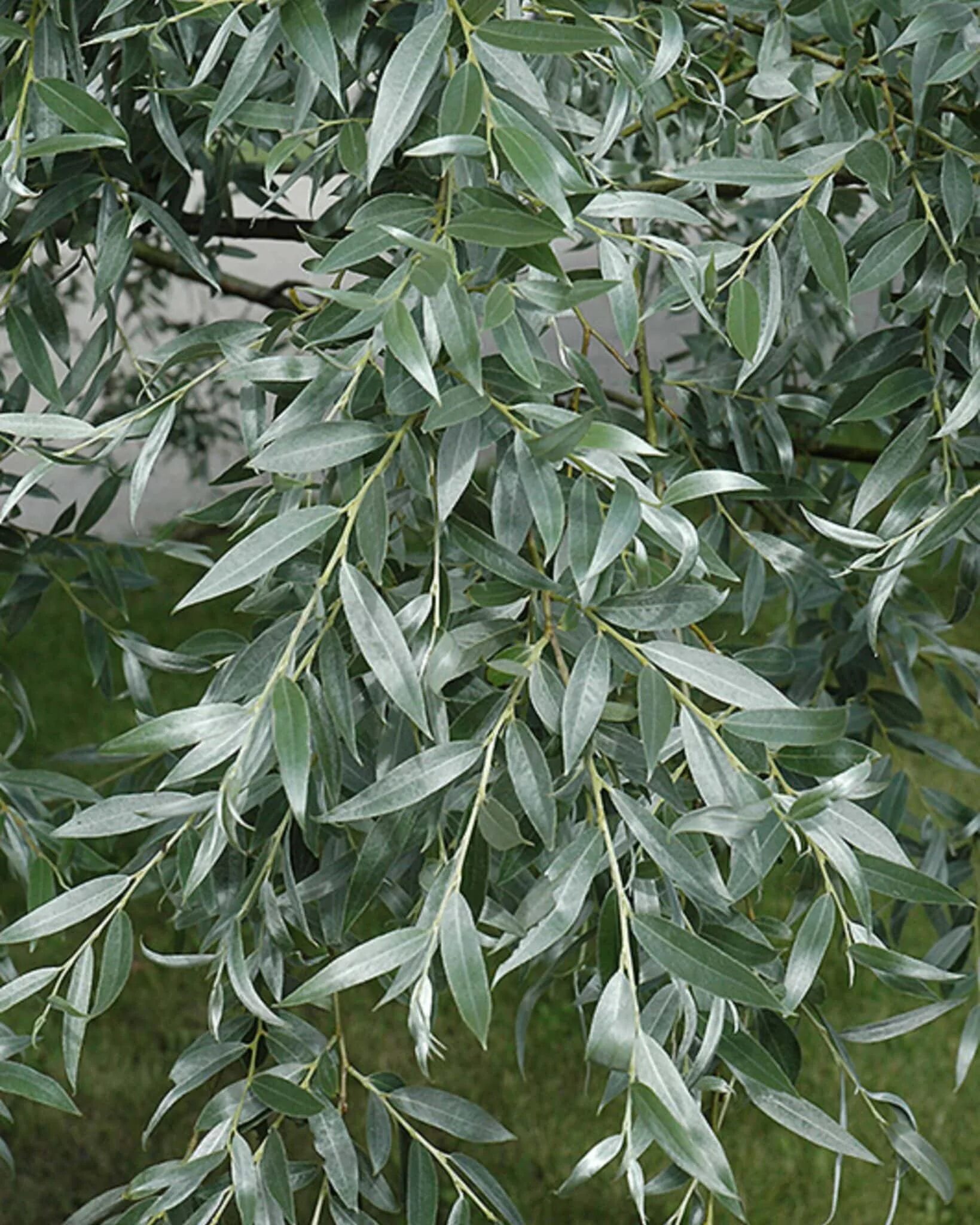 Дерн светлолистный. Фикус бенджамина листочки. Дерен белый белоокаймленный. Клён друммонди. Педилантус березка.