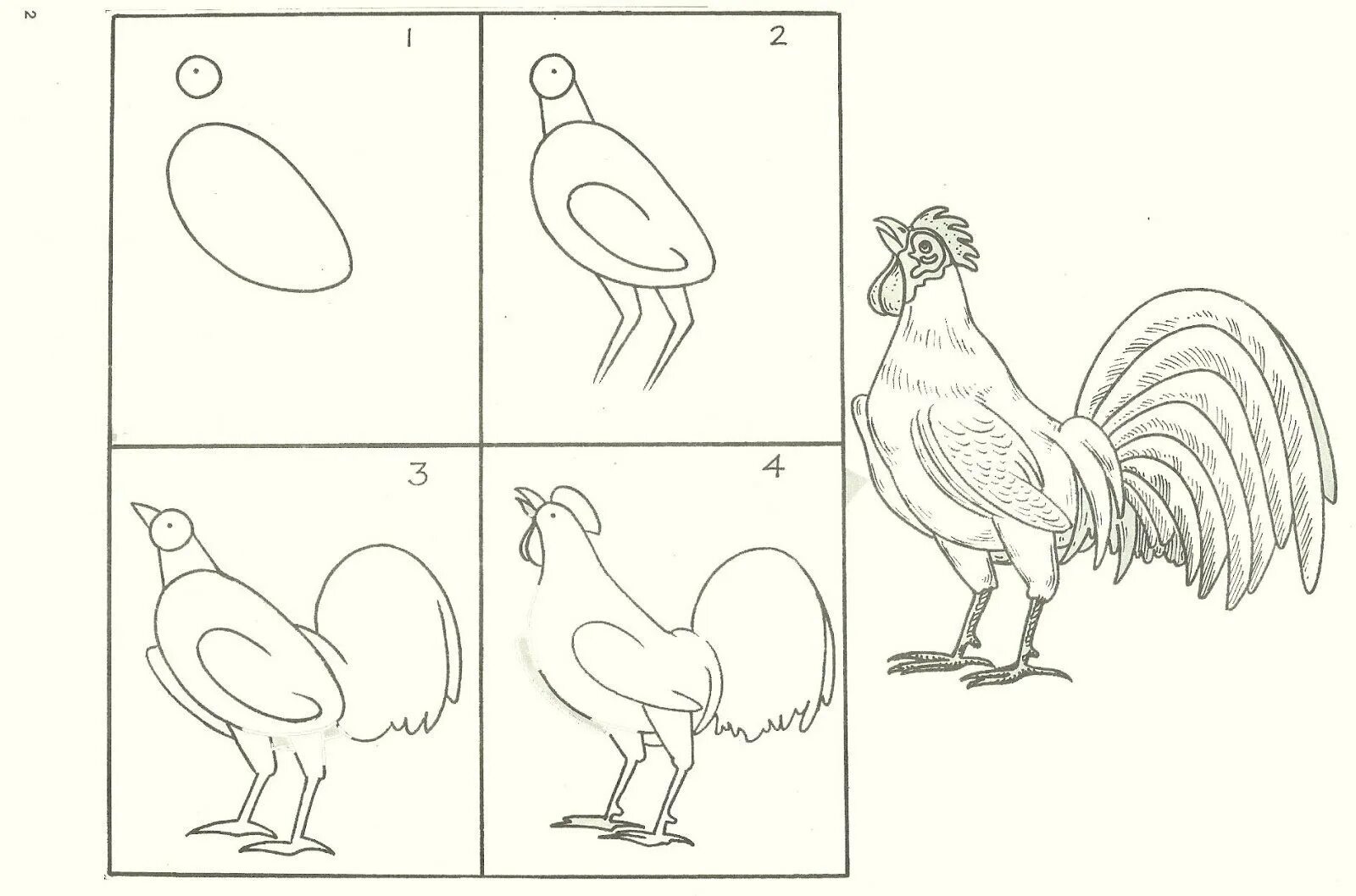 Поэтапное рисование петуха. Схема рисования домашних птиц в подготовительной группе. Поэтапное рисование петушка для детей. Этапы рисования петушка.