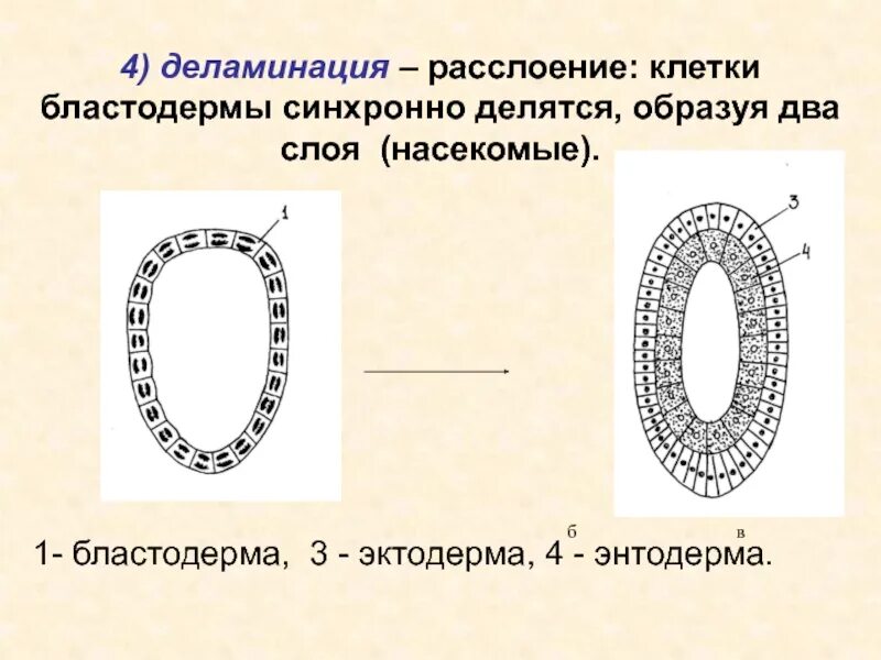 Бластодерма зародыша. Бластодерма. бластодерма строение. бластодерма схема. клетки бластодермы.