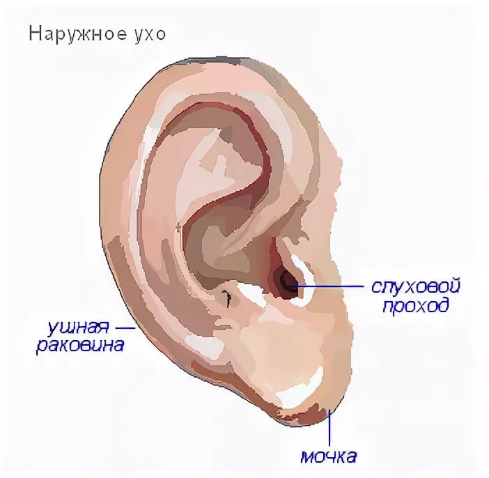 Наружное ухо состоит из ушной раковины. Строение наружного уха. Строение наружного уха анатомия. Наружное ухо строение ушной раковины. Анатомия ушной раковины уха человека.